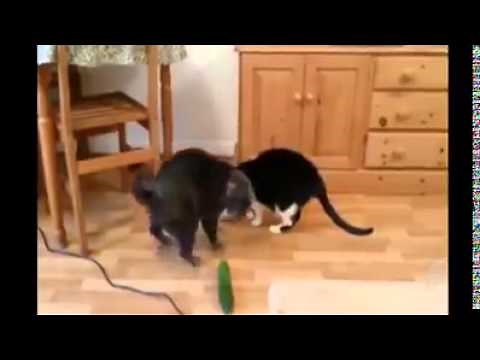 Tout les chat on peur des concombre 😺
