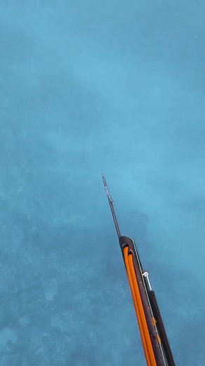 How to save the ocean while eating fish 🤤