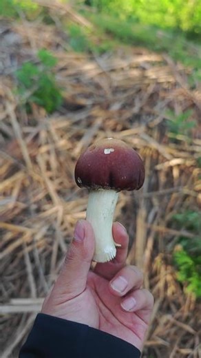 谁啃了我的灵感菇😡#大球盖菇 #赤松茸 #三农