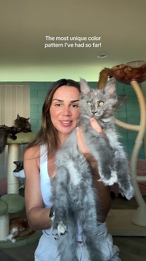 Discover Unique Maine Coon Kittens and Their Colors