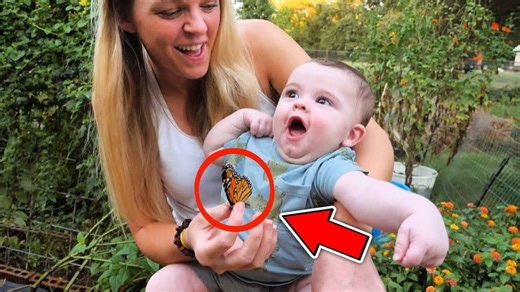 Monarch butterflies raised successfully and released outdoors
