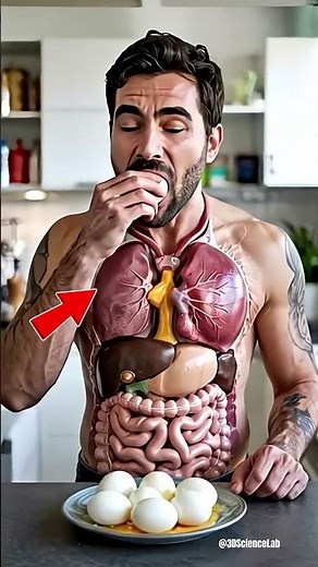 What Happens to Your Body When You Eat Eggs Every Day | 3D Animation #digestiveprocess#anatomy
