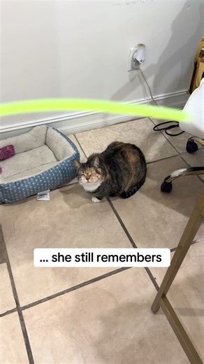 Neon Snot: A Cat's Glow Stick Incident