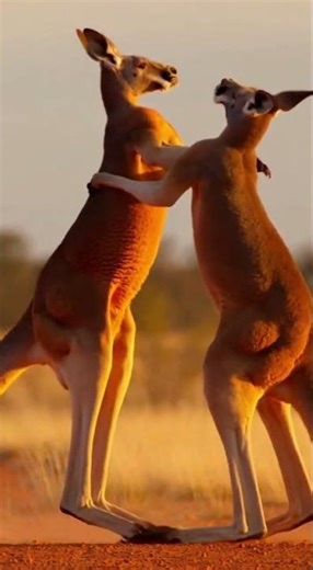 750 PSI KICK! 💥 KANGAROO BOXING! 🦘 1-HIT KO! 😱 #Shorts