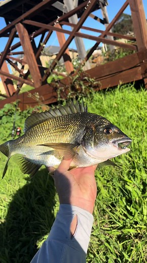Catching Bream with Z-Man Slim Swim Techniques