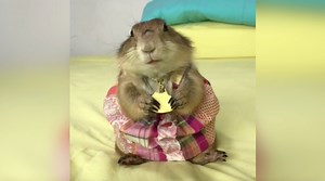 246K views · 2.8K reactions | WATCH: This prairie dog nibbling on food is adorable. | Today Show | Facebook