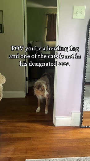 Herding Dog vs. Cat: A Hilarious POV Experience