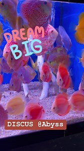 Discus Fish @ Abyss Aquatic Warehouse .These are some of the best Tropical Fish that you can buy for your Aquarium. Just look at those colours & markings. | Abyss Aquatic Warehouse