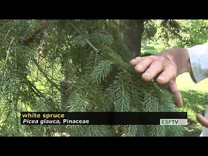 Trees with Don Leopold - white spruce
