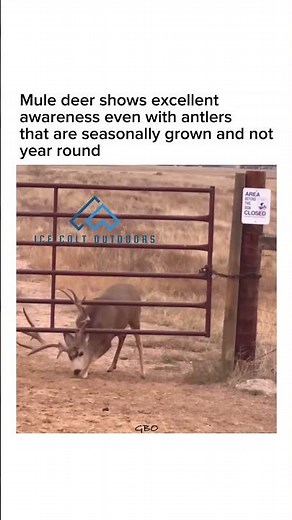 Deer’s superb agility with antlers #deer #mule #muley #muledeer #deerhunting #nature #wildlife