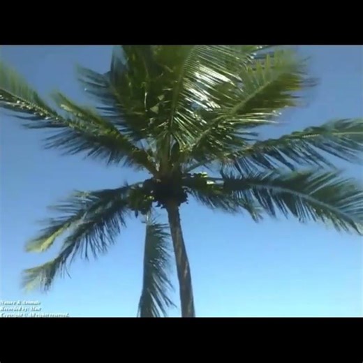 Amazing view on the beach from the side of two coconut trees [Nature & Animals]