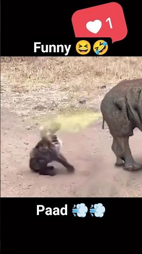 🦏 rhino fart 💨💨 || rhino farts on hyna #funny #dubchachu