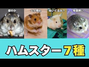 [Hamster Encyclopedia] Their appearances and personalities are so different! A detailed explanati...