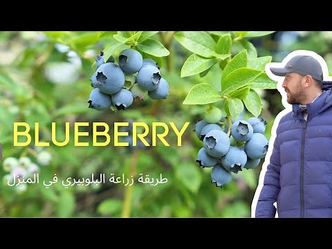 How to plant blueberry at home طريقة زراعة البلوبيري في المنزل