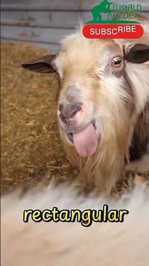 Amazing Facts About Goats | Types, Breeds, Colors & Unique Features