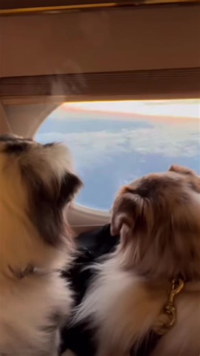 Traveling with Pets: Fly Private with K9 JETS