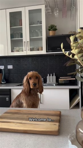 32K views · 22 reactions | Cooking with Clover ‍ Clover and his owner like to know exactly what's in Clover's food...and thanks to Be Frank's transparency tracker they get just that! It gives them full transparency of all the quality ingredients that make up Be Frank's kibble. Be Frank is exclusively sold at Petstock. Shop now in-store and online! | Petstock | Facebook