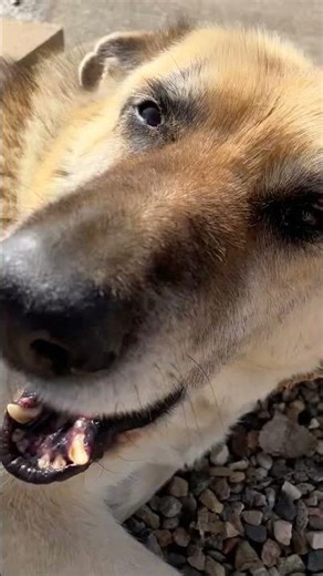 Can someone make this an edit of my dog pls his name is scooby