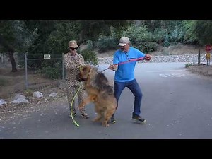 Dog Daddy VS 200lb Tibetan Mastiff. (Full Series)
