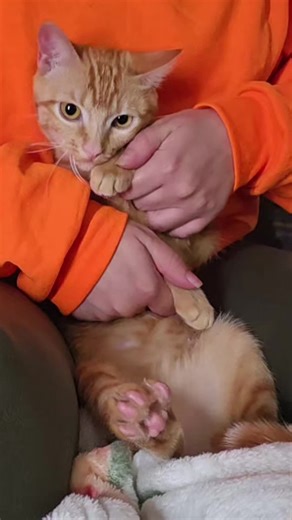 Olive (@olive_jpg)’s videos with Apple - Charli xcx