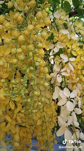 Planta lluvia de oro: características y cuidado