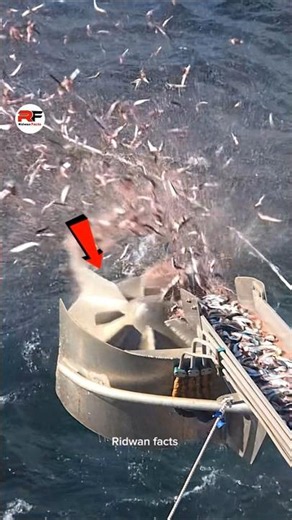 How Tuna Farms Feed Thousands of Giant Fish So Easily! 🐟😱