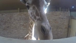25K views · 1.2K reactions | Boop. | The Maryland Zoo in Baltimore | Facebook