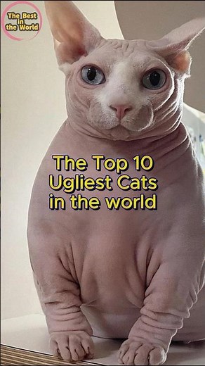 The top 10 ugliest cats #cat #ugliest
