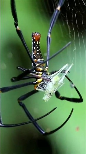 Cara Laba lbaa melumpuhkan mangsa #shortvideo