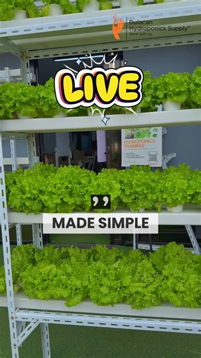 𝗟𝗜𝗩𝗘 Made Simple Hydroponics this 𝐌𝐚𝐫𝐜𝐡 🌱 Chill learning supporting future farmers 💚 Schools: https://www.facebook.com/reel/1406710557794488 #SustainableGrowing #verticalgardening #DIYGardening #urbanfarming #bulacanhydroponicssuppy #diygarden #hydroponicstraining | Bulacan Hydroponics Supply - Igrowponics