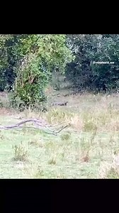 197K views · 435 reactions | Lion fighting a python, who will win 女 #LionVsPython #WildlifeShowdown #NatureBattle #SavannahDrama #PredatorClash | La Pulga News | Facebook