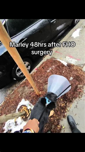 Marley's Journey: Day 2 Post FHO Surgery Recovery