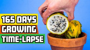 Dragon fruit plant’s incredible 165-day growth: Seed to cactus time-lapse