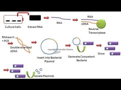 cDNA library