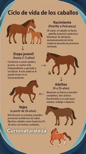 Ciclo de vida del Caballo🐴🐴 #caballos #curiosidades #naturaleza #animales