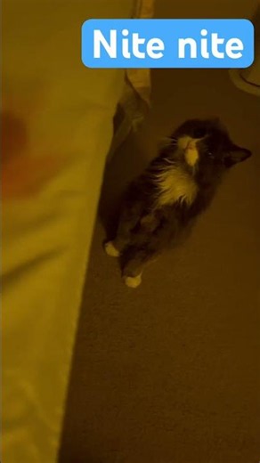 Mingky wants to sleep with mommy #cat #superseniorcat #catlove #catparents #stage3 #ckd #pets