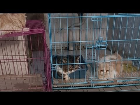 🐱 Live Cats 24/7 – Relaxing, Cute & Cozy Cat Cam