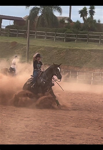 Discovering Unique Qualities of Two Stallions