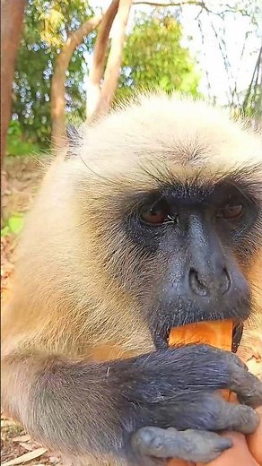 "Giant Langur Runs Fast & Eats Biscuit From My Hand 😱🐒 | Real Viral Moment #shorts"