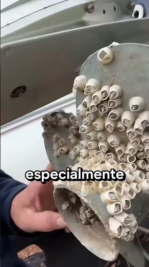 Cleaning Barnacles: What Is Strangely Satisfying 😌😌