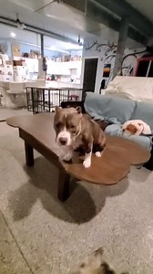 Freedom. Such a beautiful word and meaning many of us take for granted and so many souls don't get to experience. Unconditional love. It's rare in the human form but with these animals, with our animals, with all God's animals it's ever present. This really is just barn, but they make it so much more... their love makes it everything good in this world. No matter the work, the sleepless nights, the worry or fear, all of that disappears when we walk around the barn and know that was we all have d