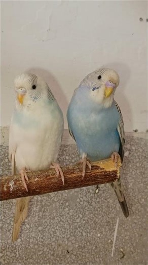 Budgies in Love 😍 Pairing Moment Caught”