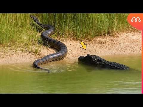 FOI ISSO QUE O JACARÉ FEZ QUANDO ENCONTROU A COBRA