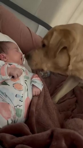 7.9K views · 158 reactions | Sweet friendship 殺殺#dog #pet #baby | Baby And Dog | Facebook