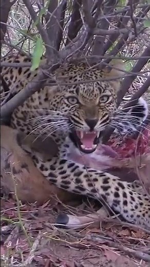 Angry Leopard #Wildlife | #ShortsAfrica
