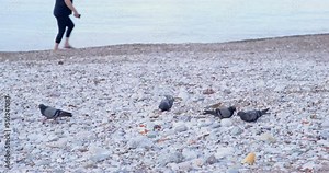 Pigeons are walking along pebble beach in search of food, pecking at food scattered by people on beach, calm sea and legs of passing woman. Urban pigeons are carriers of diseases and infections