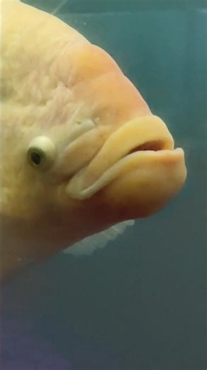 One of the MOST ANGRY Aquarium Fish Ever 😳🔥 #RedDevil #RedDevilCichlid #MonsterFish