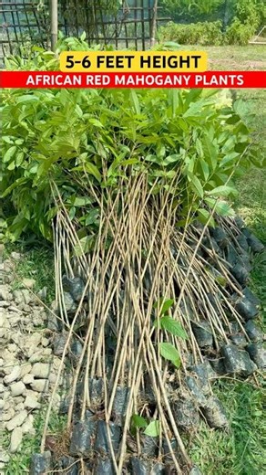 5-6 FEET AFRICAN RED MAHOGANY PLANTS DELIVERING AT BATHINDA (PUNJAB) #mahogany #mahoganywood #woods