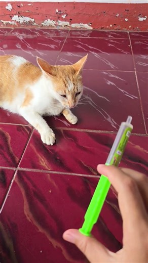 aku punya kucing jelek vs kucing sakit #shorts #funny #cat #cats #comedy #trendingshorts