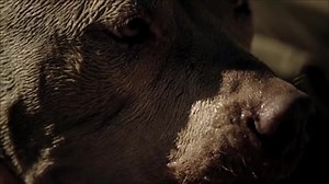 11 more days! | Pit Bulls and Parolees